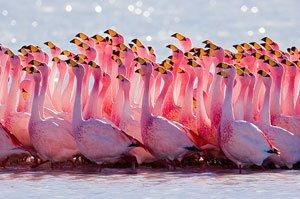 Saltsjöarnas innevånare: rosa flamingos.